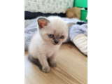 BRİTİSH SHORTHAİR BLU POİNT CİNSİ 45 GÜNLÜK CİNS YAVRU KEDİ