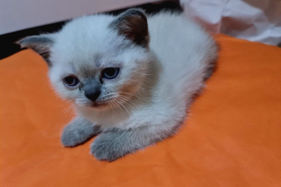 cins kedi fiyatları istanbul